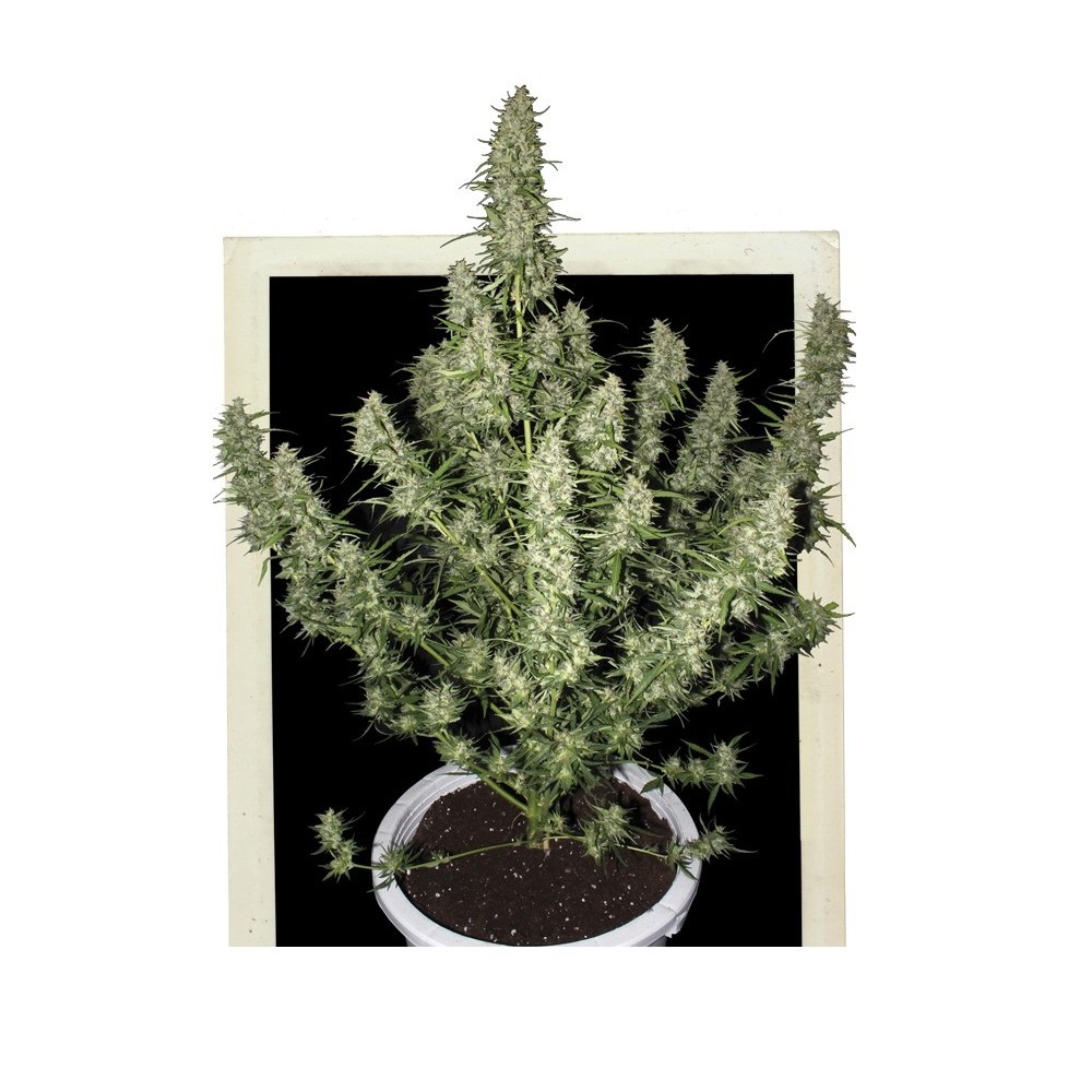 magnum-buddha-seeds